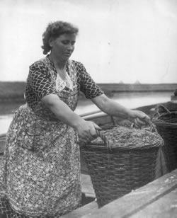 Tante Stiene tilt een zware mand met pas gevangen garnalen uit de bood. Tante Stiene is 96 jaar geworden en overleden in 2006. Foto: ©Harm Hillinga, 1964.